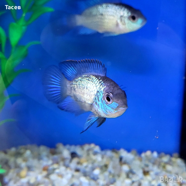 Акара електрик блу 6см, снимка 1