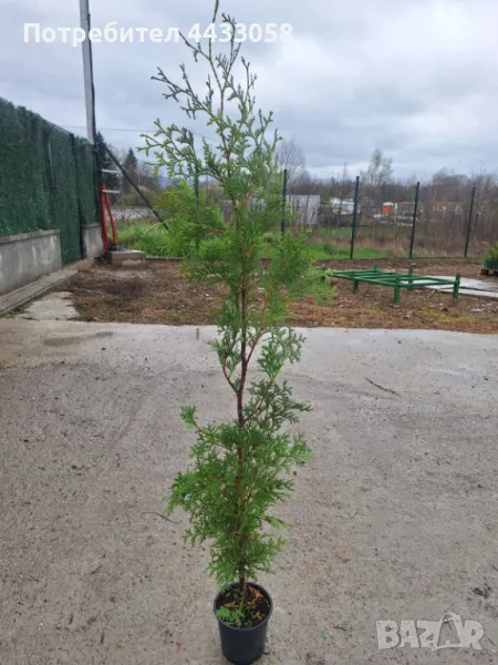 Туя Фастигиата 120-140 см, снимка 1