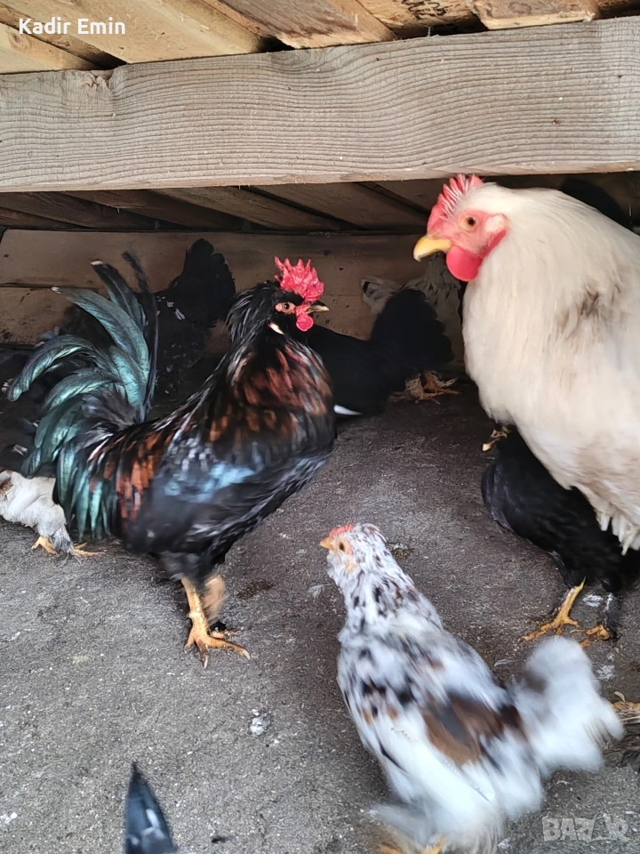 Струмски бантам петли, снимка 1