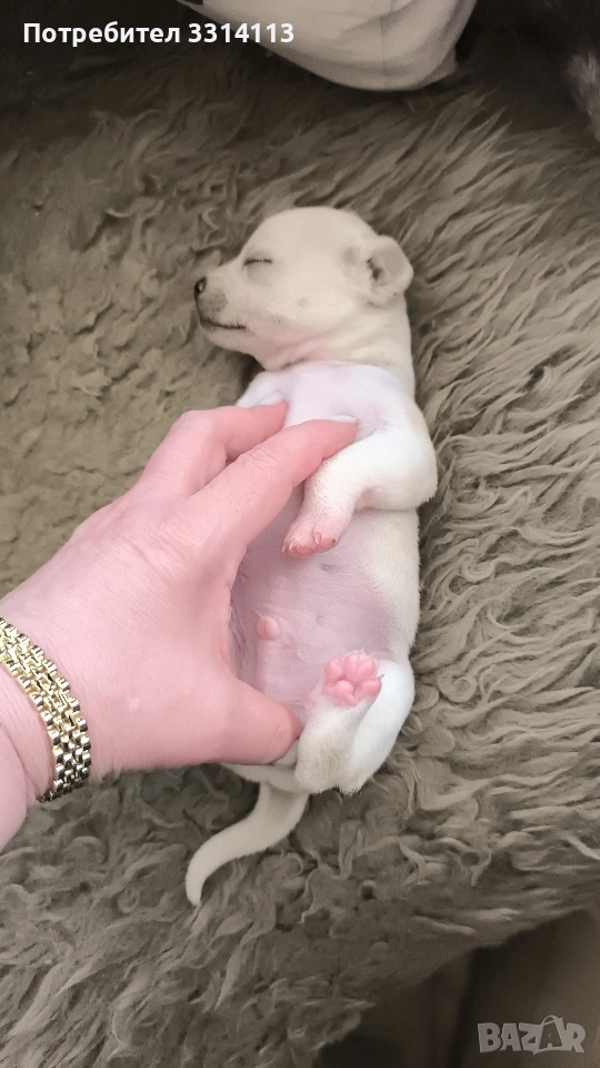 чихуахуа , снимка 1