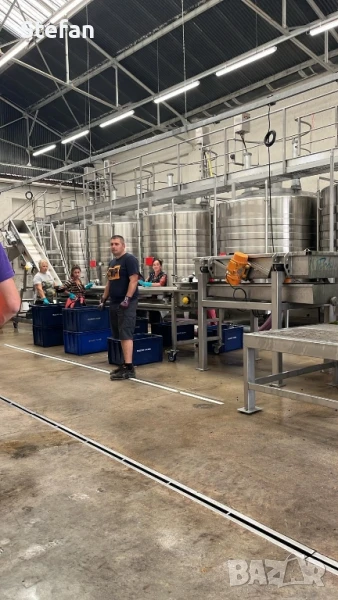 гроздобер в Франция , снимка 1