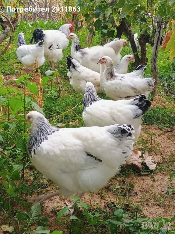 Ярки и петели порода Съсекс на четири месеца , снимка 1