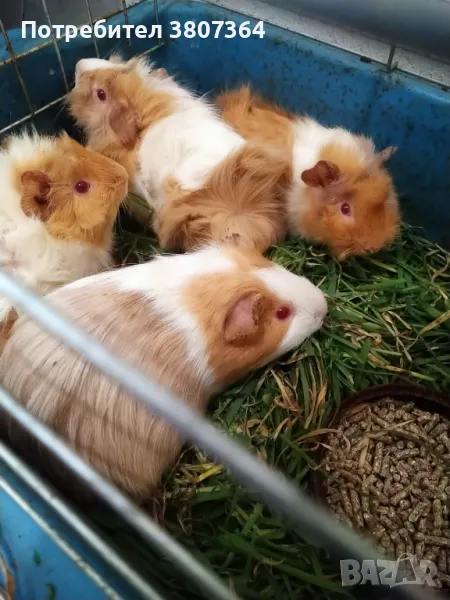 Продавам Морски свинчета розетки , снимка 1