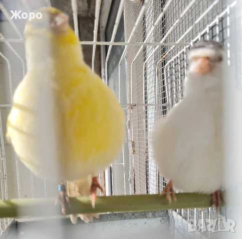 Продавам канари фай фенси , снимка 3 - Канари - 53018067