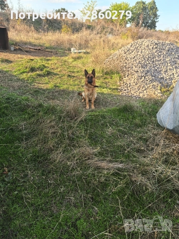 Немска овчарка 