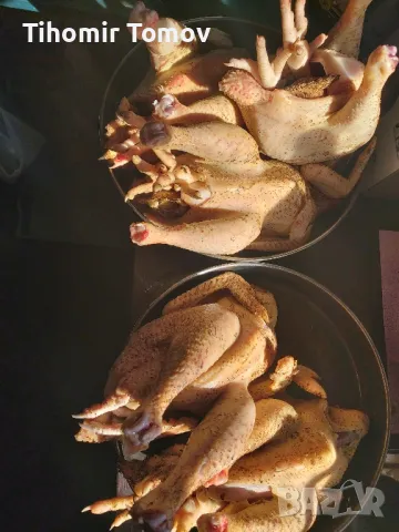 продавам домашно гледани пуйки пуяци , снимка 5 - Кокошки и пуйки - 48051978