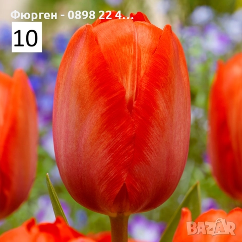 Луковици на лалета, снимка 15 - Разсади - 51436409