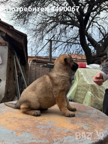 Немска овчарка - сивак, снимка 9 - Немска овчарка - 52977991