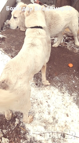 продавам алабайчета, снимка 4 - Алабай - 53250581