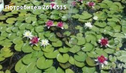 Водна Лилия, снимка 2 - Градински цветя и растения - 28315523