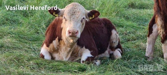 Елитни бикове Херефорд, снимка 5 - Крави - 53298178