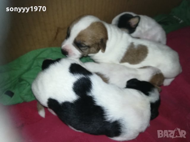 ПРОДАВАМ jack russell terrier 2305210838, снимка 10 - Джак ръсел териер - 32265047