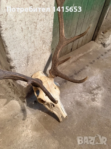 Продавам трофей от слъндак, снимка 3 - Антикварни и старинни предмети - 52950000