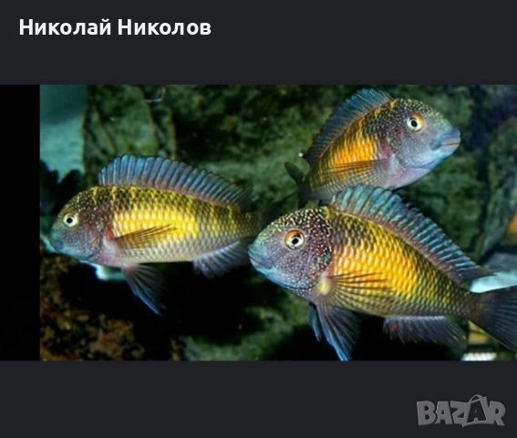 Африкански Цихлиди Танганика, снимка 3 - Рибки - 51768238