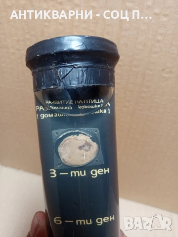 Стар Образователен Модел Ембрионалното Развитие На Домашна Птица. , снимка 3 - Антикварни и старинни предмети - 52930792