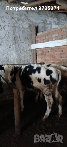 Продавам 2 бр телета 