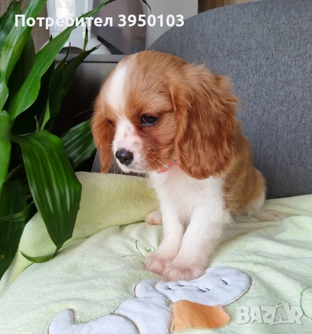 Кавалер Кинг Чарлз шпаньол момиченца, снимка 10 - Кавалер кинг чарлз шпаньол - 53535164