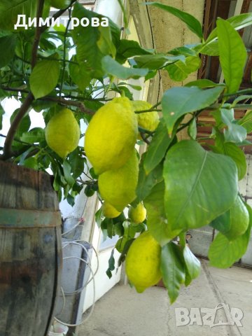Облагородени лимонови дръвчета , снимка 1 - Стайни растения - 37988771