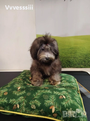 Малтипу (болонка+ТОЙ пудел), снимка 5 - Болонка - 52864698