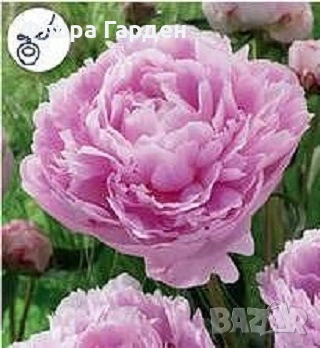 МНОГОГОДИШНИ ЦВЕТЯ - Коренища/ПРЕДВАРИТЕЛНИ поръчки, снимка 8 - Градински цветя и растения - 53138637