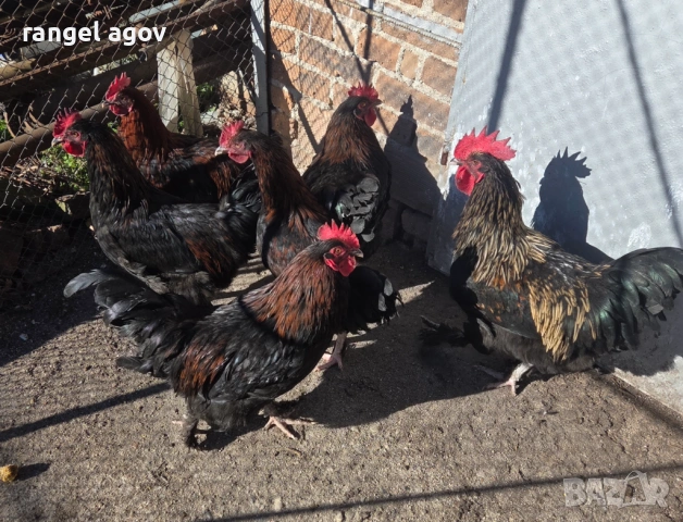 Млади петли маран 