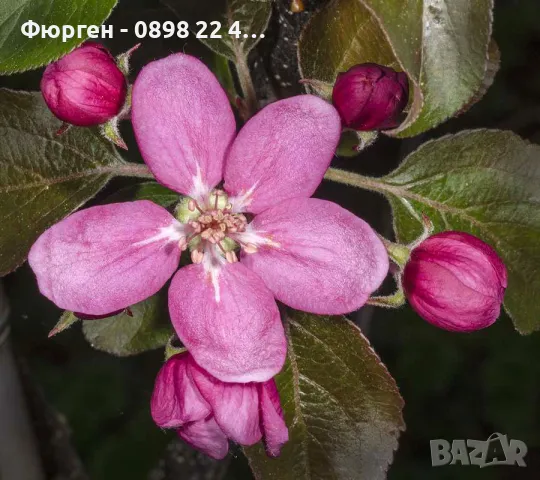 Ябълка  RedLove “Sirena” – “  Червена луна”, снимка 4 - Разсади - 47767335