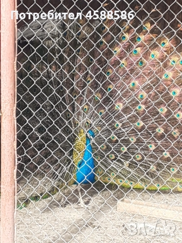 Продавам двойка индийски пауни 