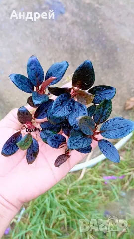 Буцефеландра , снимка 3 - Оборудване за аквариуми - 49664283