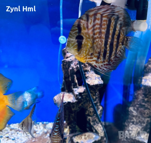 Риби Дискуси – група от 6бр.,здрави и красиви!, снимка 3 - Рибки - 52391837