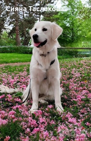 Разходка на кучета - град София