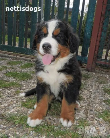 Бернски Овчарки, снимка 5 - Белгийска овчарка - 40972141