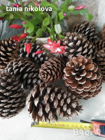 Шишарки  за декорация, снимка 2 - Декорация за дома - 34953712