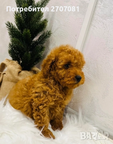Мини пудел, снимка 6 - Пудели - 52913297