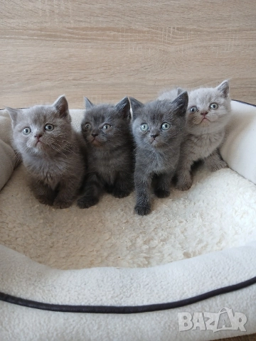 Британски Котета , снимка 7 - Британска късокосместа - 52850556