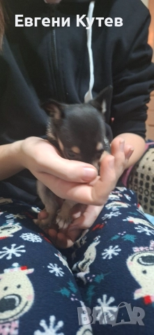 Пинчерчета 