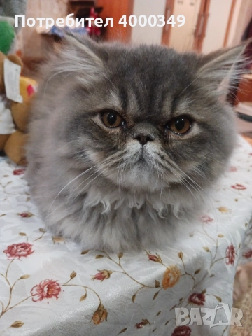 Продавам персийско женско коте, снимка 10 - Персийска - 52506801