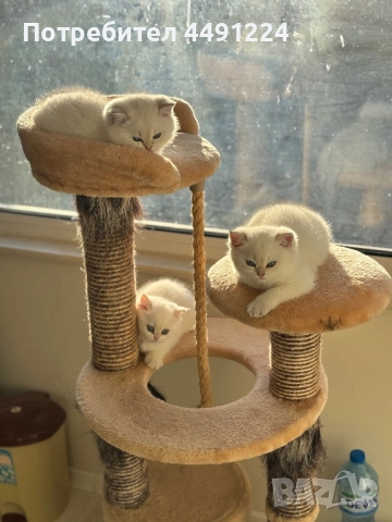 Златна чинчила