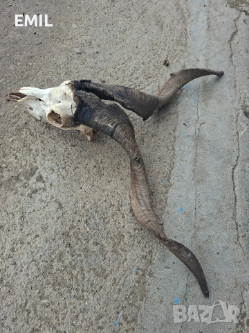 Рога Трофей череп от козел пръч, снимка 4 - Антикварни и старинни предмети - 53481989