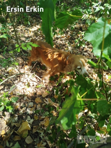 кокер шпаньол , снимка 12 - Кокер шпаньол - 52793522