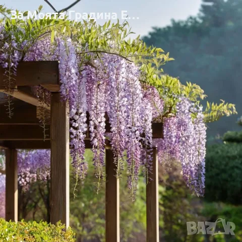 Вистерия -Глициния, снимка 5 - Градински цветя и растения - 49433187