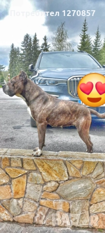 Кане Корсо бебета, снимка 6 - Кане корсо - 52553905