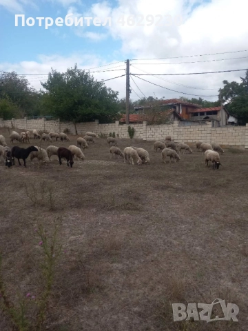 Североизточнобългарска тънкорунна 35 броя, снимка 5 - Овце - 52132645