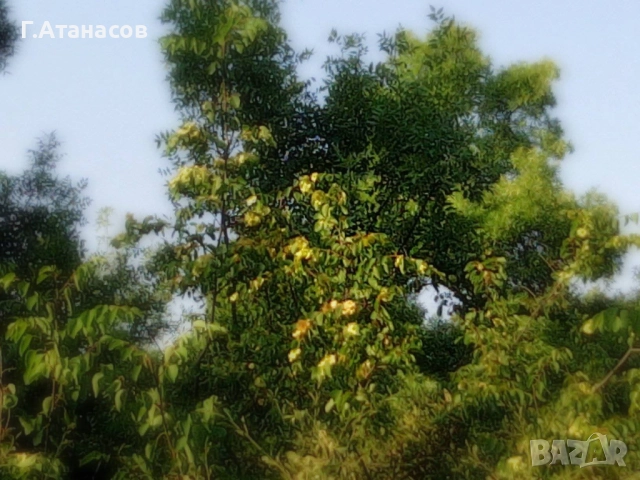 Горски мед от Източните Родопи , снимка 2 - Пчелни продукти - 52312802