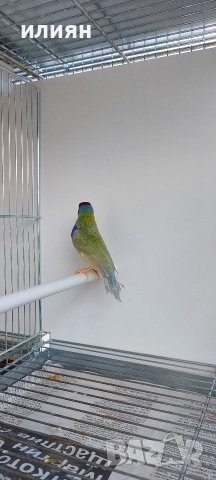 Японски амадини ,мъжка гулдова, снимка 4 - Амадини - 52720896