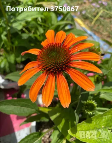 💜🧡🩷 Ехинацея / Echinacea 💜🧡🩷, снимка 2 - Градински цветя и растения - 49778110