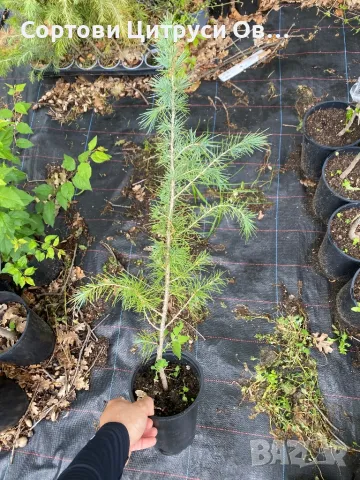 Хималайски Кедър, снимка 1