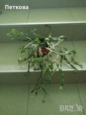 Коледничета, Великденчета, снимка 3 - Стайни растения - 33260729