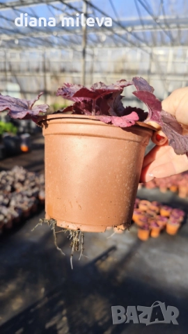 Хойхера  Amethyst Mist, снимка 7 - Градински цветя и растения - 52544153