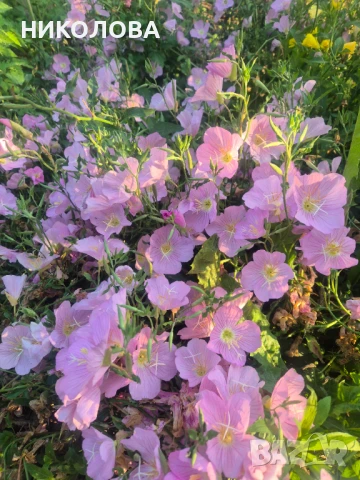 ЙОНОТЕРА, снимка 2 - Градински цветя и растения - 50605147