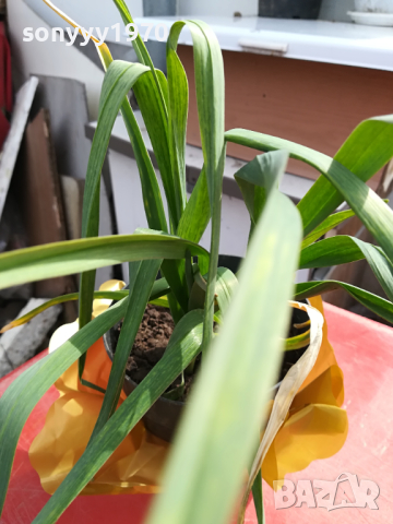 лук чесън в саксия с почва 2003241535, снимка 5 - Градински цветя и растения - 44860841